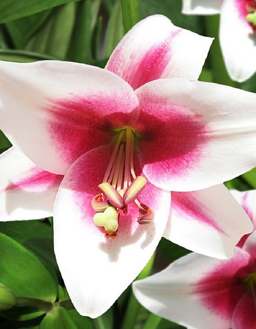 Лилия Лонгифлорум Цирано 